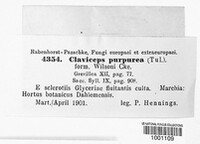 Claviceps purpurea image